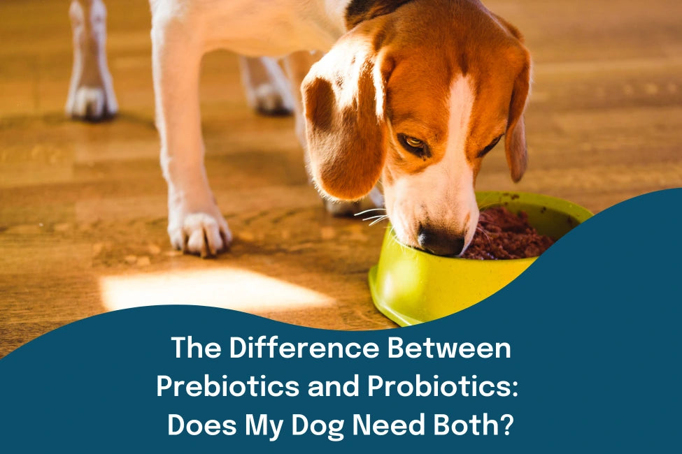 The Difference Between Prebiotics and Probiotics: Does My Dog Need Both?