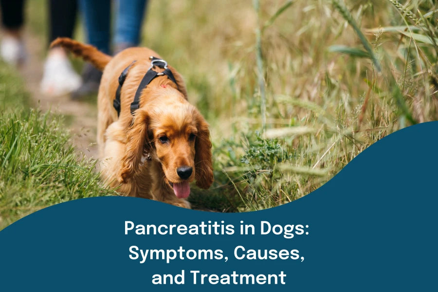 Pancreatitis in Dogs: Symptoms, Causes, and Treatment