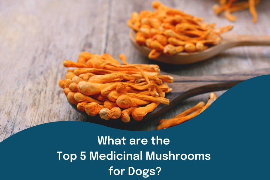 What are the Top 5 Medicinal Mushrooms for Dogs?
