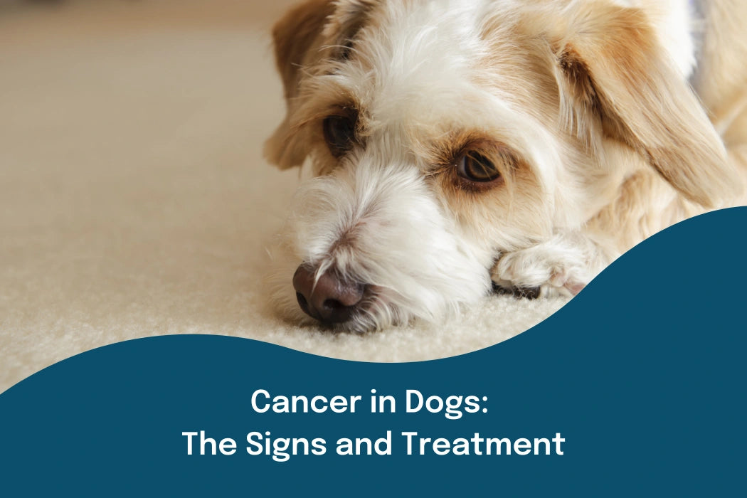 Cancer in Dogs: The Signs and Treatment