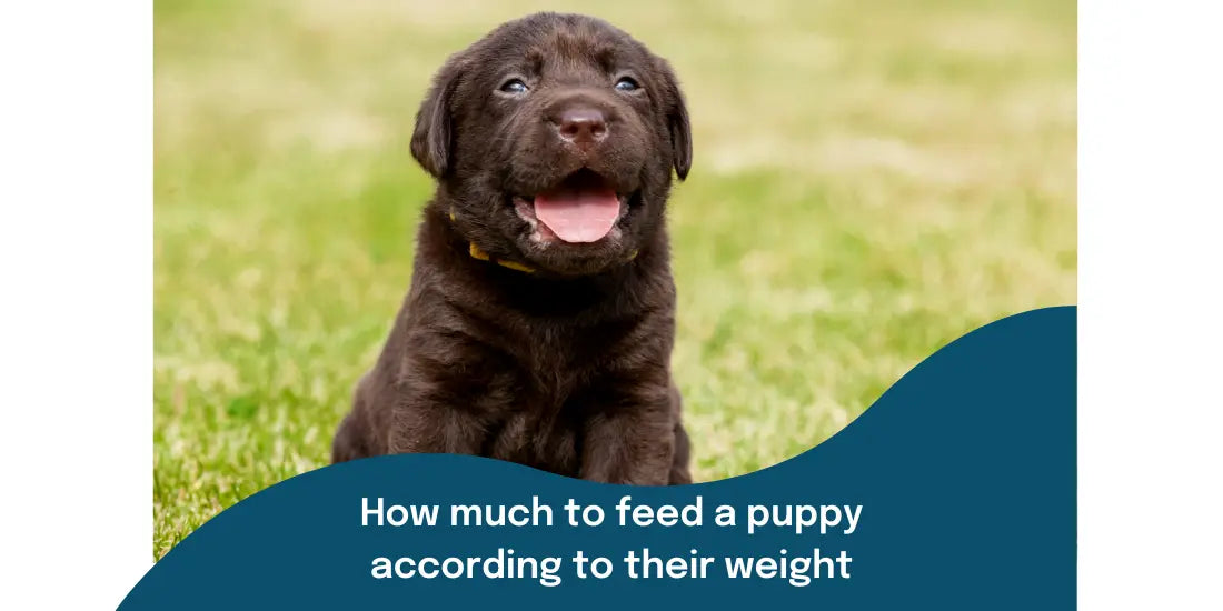 How Much to Feed a Puppy According to their Weight Buddy Lola