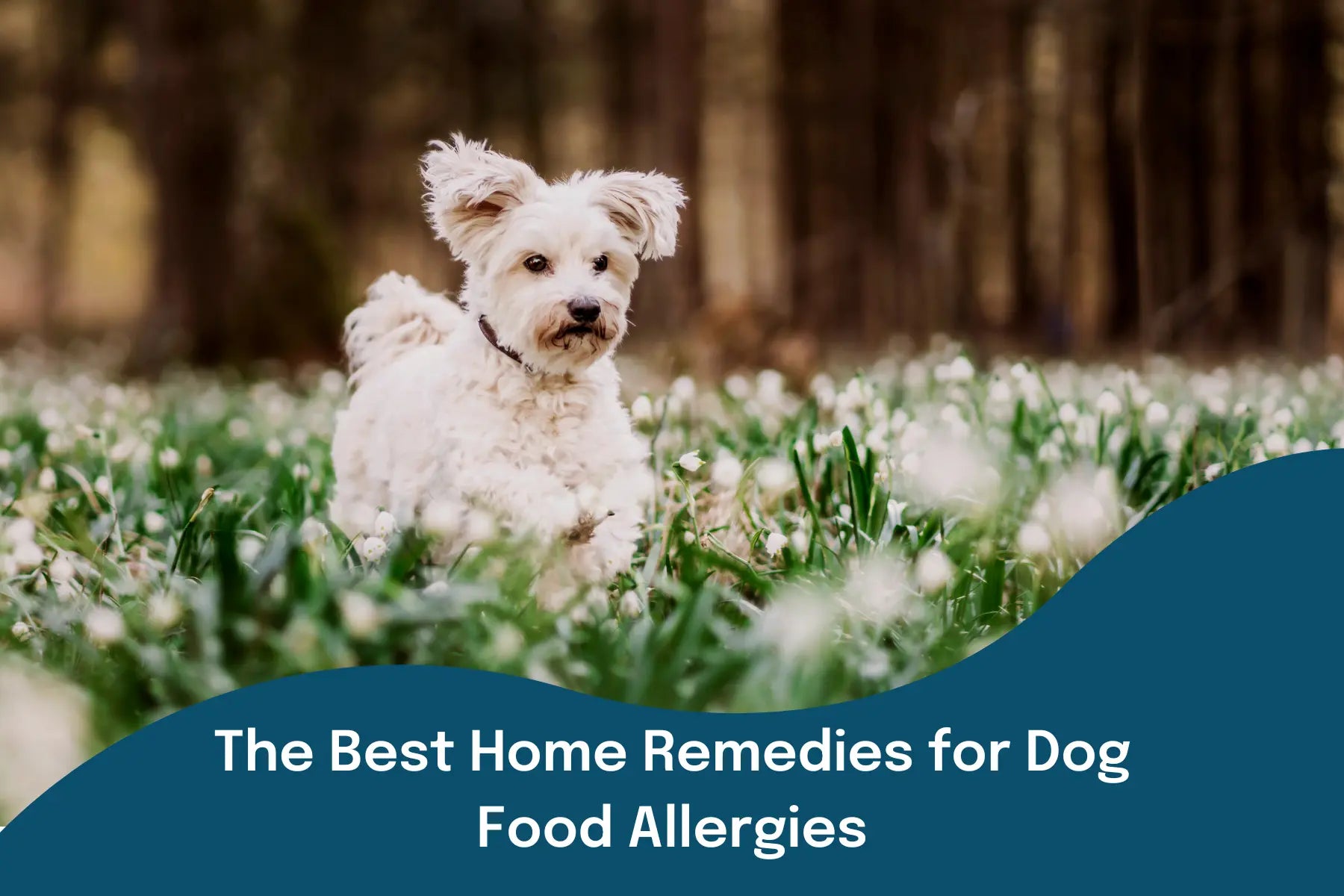 The Best Home Remedies for Dog Food Allergies