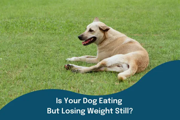 Is Your Dog Eating But Losing Weight Still?