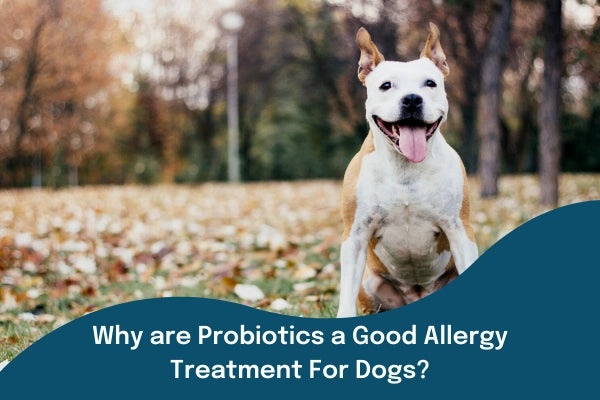 Why are Probiotics a Good Allergy Treatment For Dogs