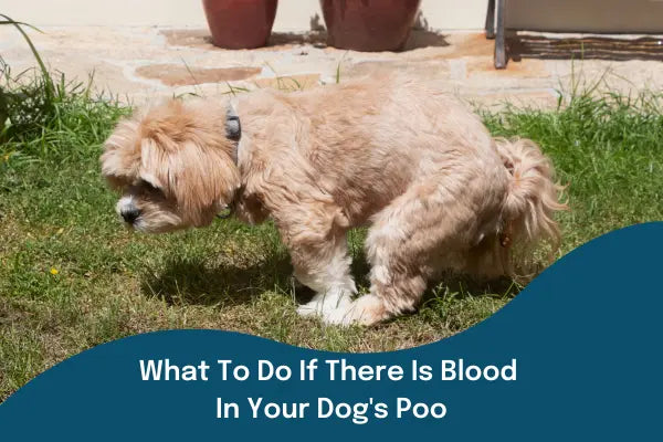 What To Do if There Is Blood in Your Dog's Poop