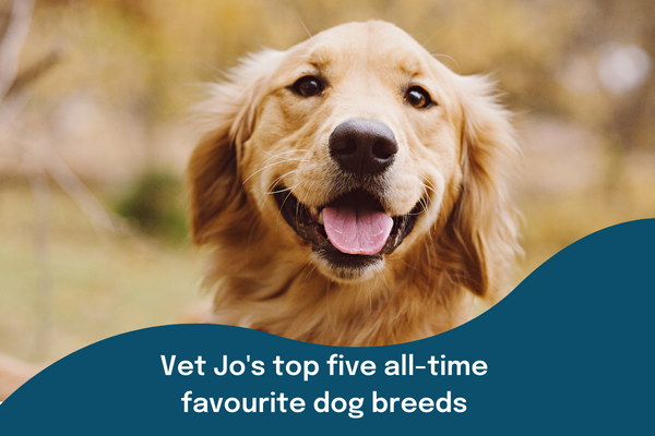 Vet Jo's top five all-time favourite dog breeds