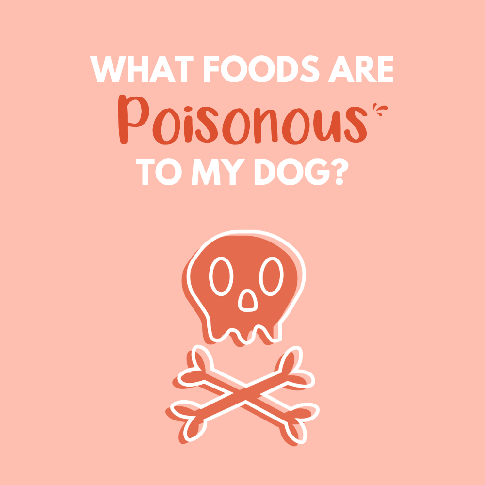 what foods are poisonous to my dog?