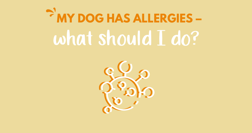 My dog has allergies – what should I do?