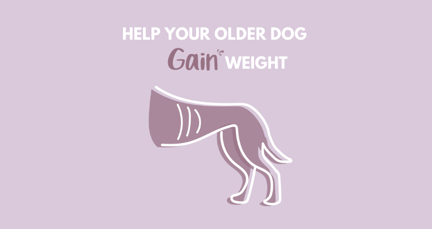 Old dog needs to gain weight hot sale