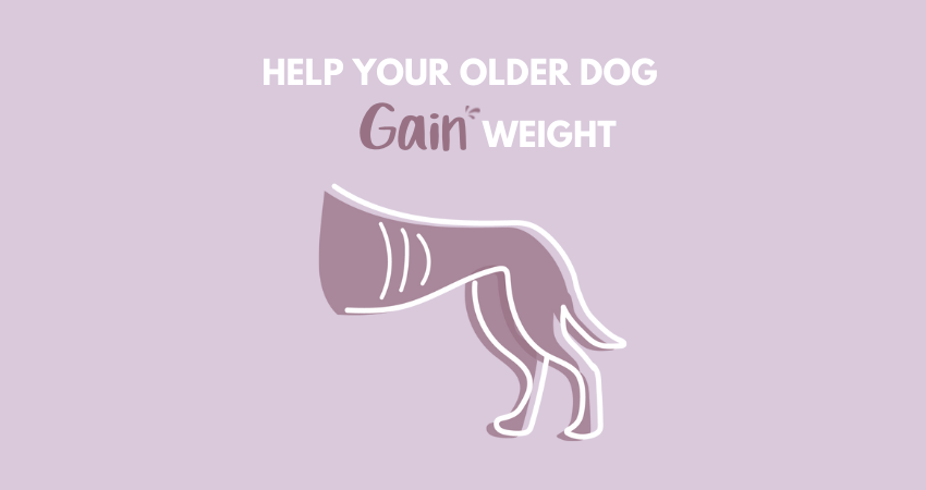 How to help older dogs gain weight