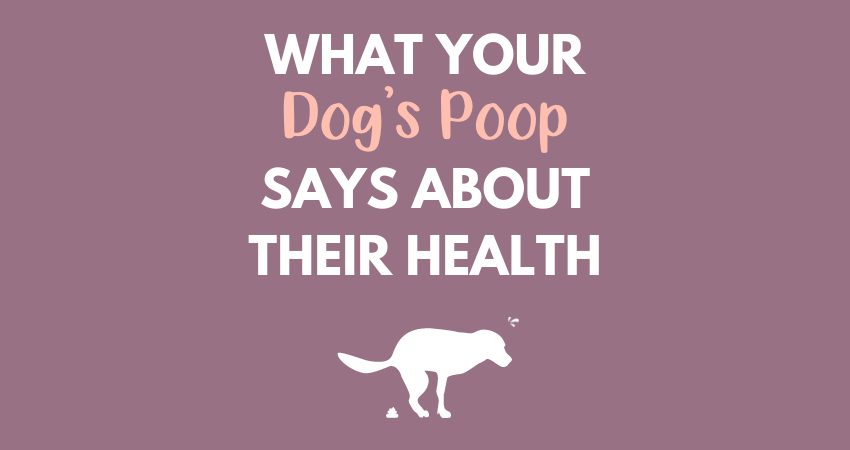 What your dog’s poo says about their health...