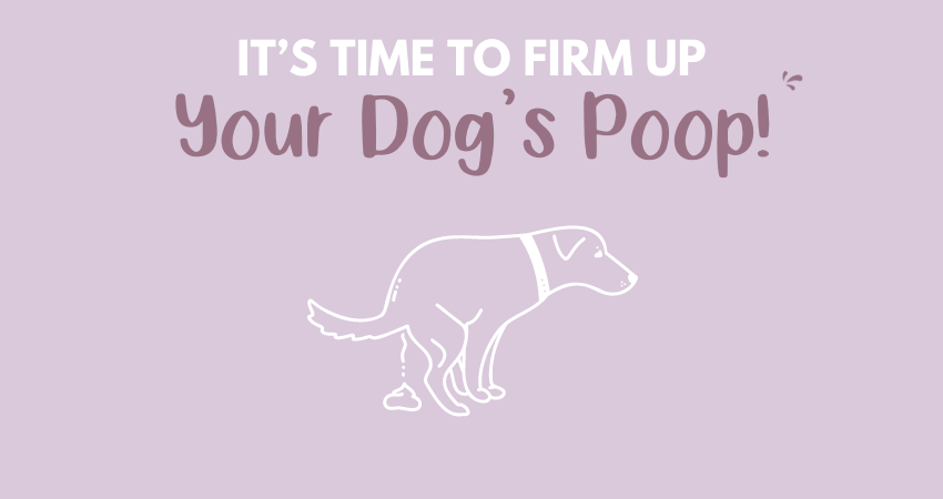 time to firm up your dog's poop