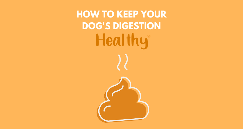 How to Keep Your Dog's Digestion Healthy