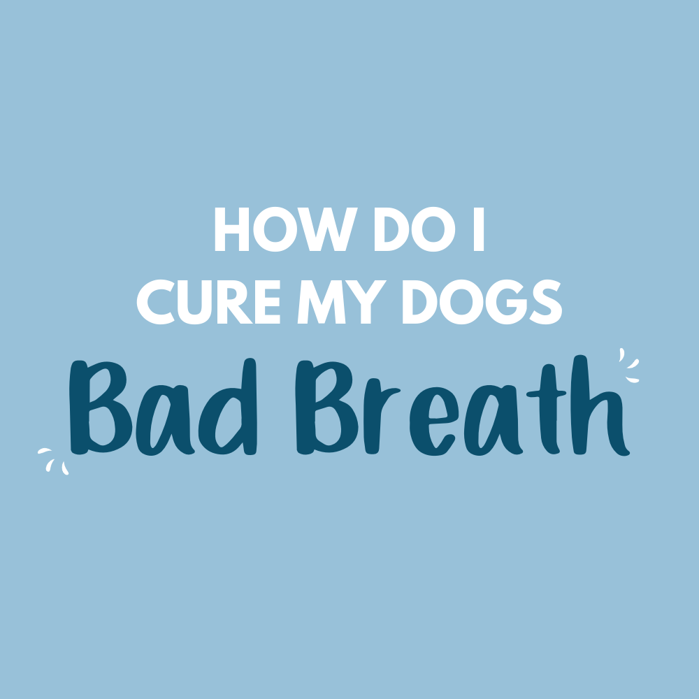 How do I cure my dog’s bad breath?