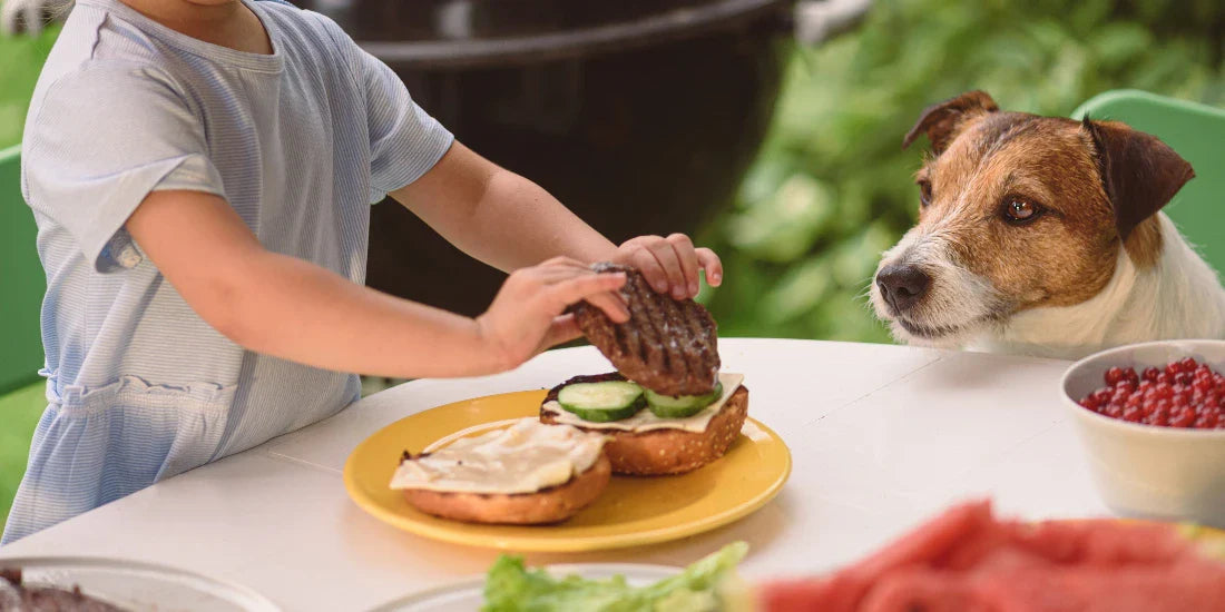 Dog looking at a burger