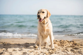 Labrador Sat On A Beach