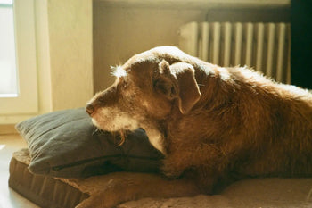 Senior dog on dog bed