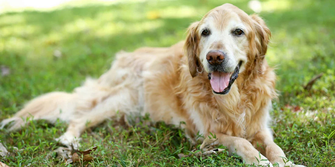 Senior dog on grass