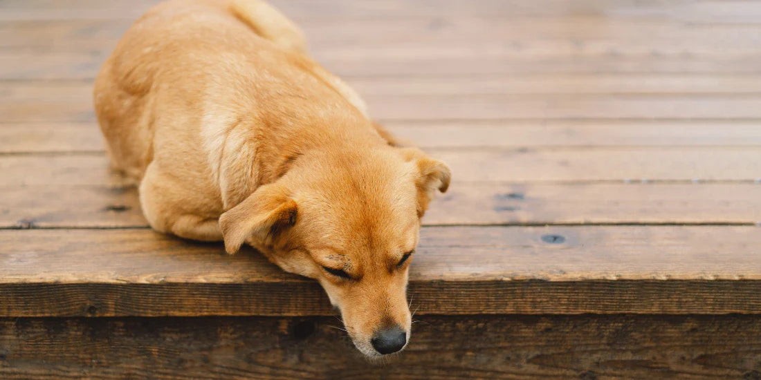 Sad dog on a wooden floor