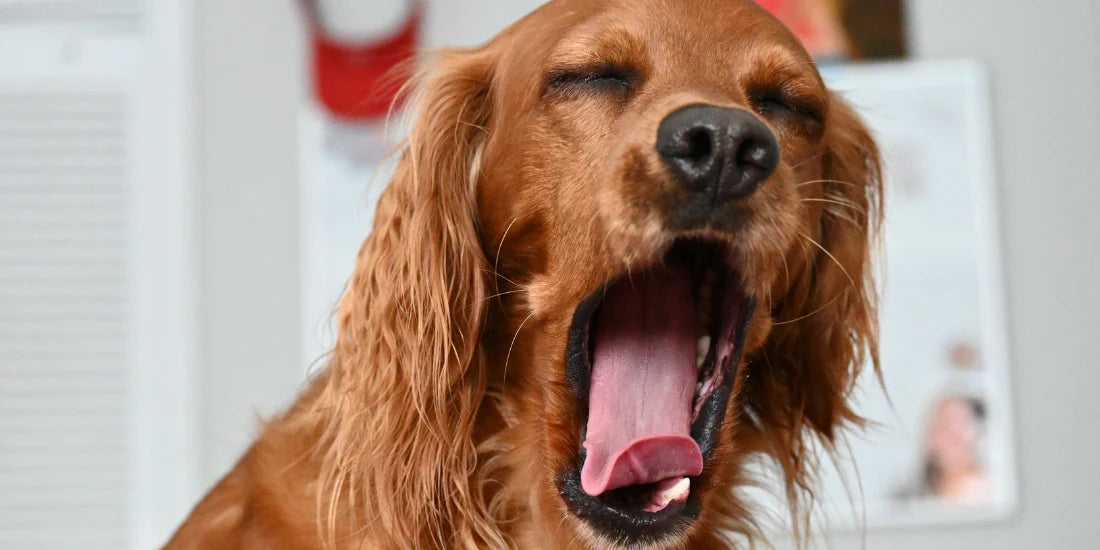 Dog Yawning
