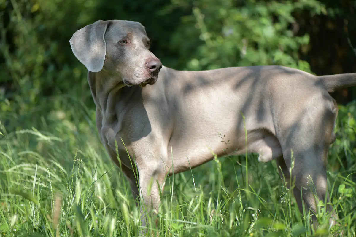 Dog in long grass