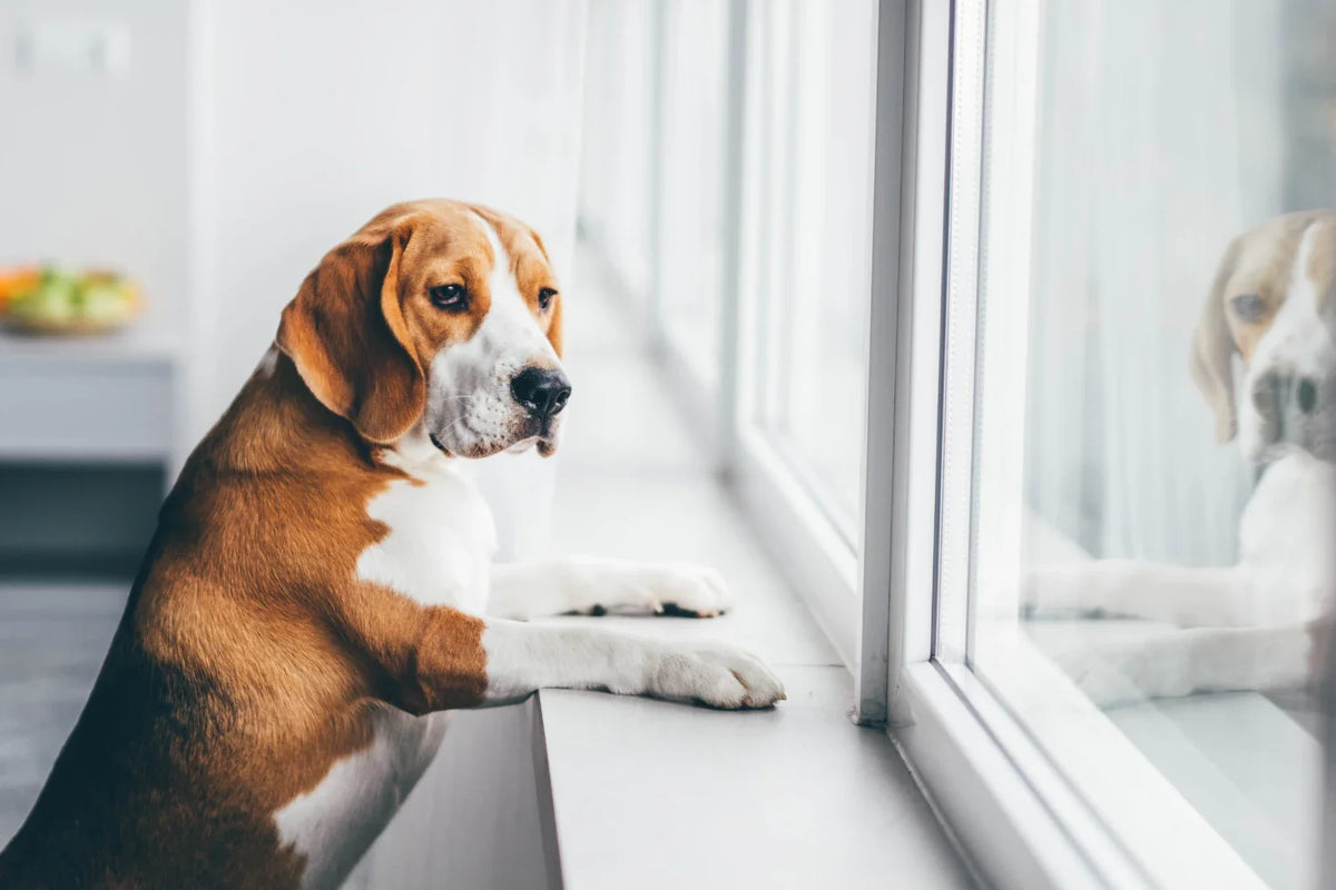 Dog stood up in window