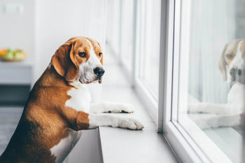 Dog stood up in window