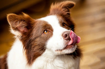 dog licking lips