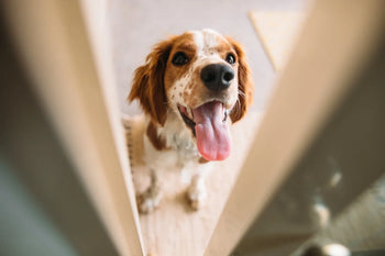 Dog waiting at door