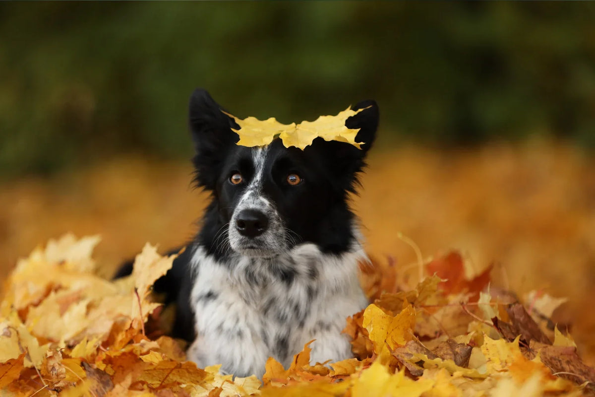 Dog Sat in pile of leaves with leaf on its head