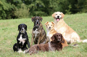 Dogs in a park