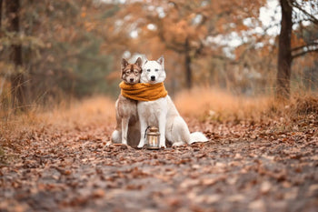 Two dogs in one scarf in autumnal setting with lamp in front of them