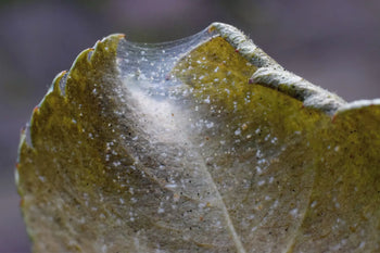 Harvest Mites in a leaf