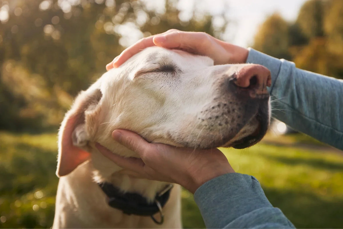 Dog outdoors with human hands holding it's head