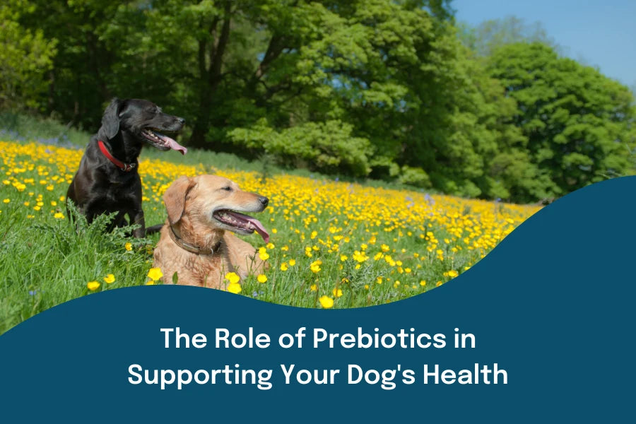 The Role of Prebiotics in Supporting Your Dog's Health