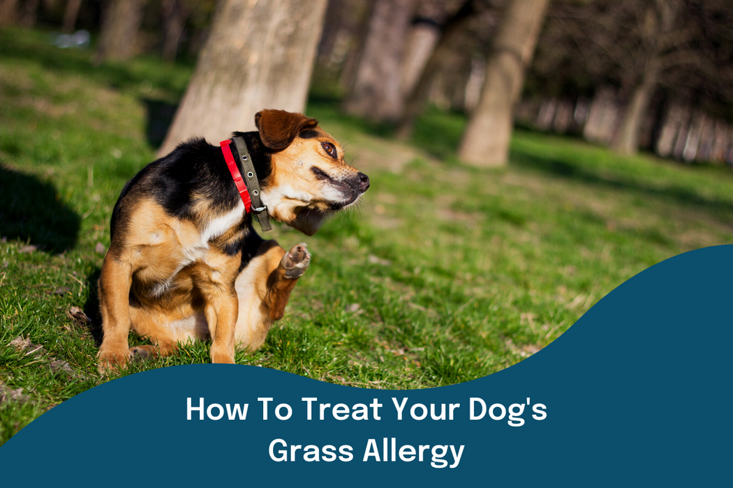 Dog sat on grass scratching due to allergies