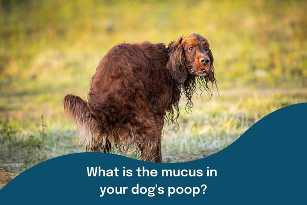 How to treat mucus in your dog’s poop?