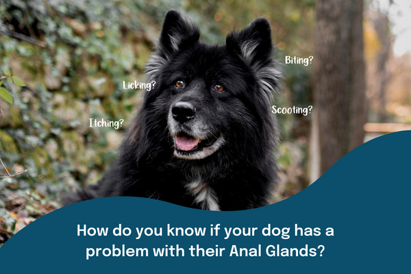 German shepherd with symptoms of anal gland issues