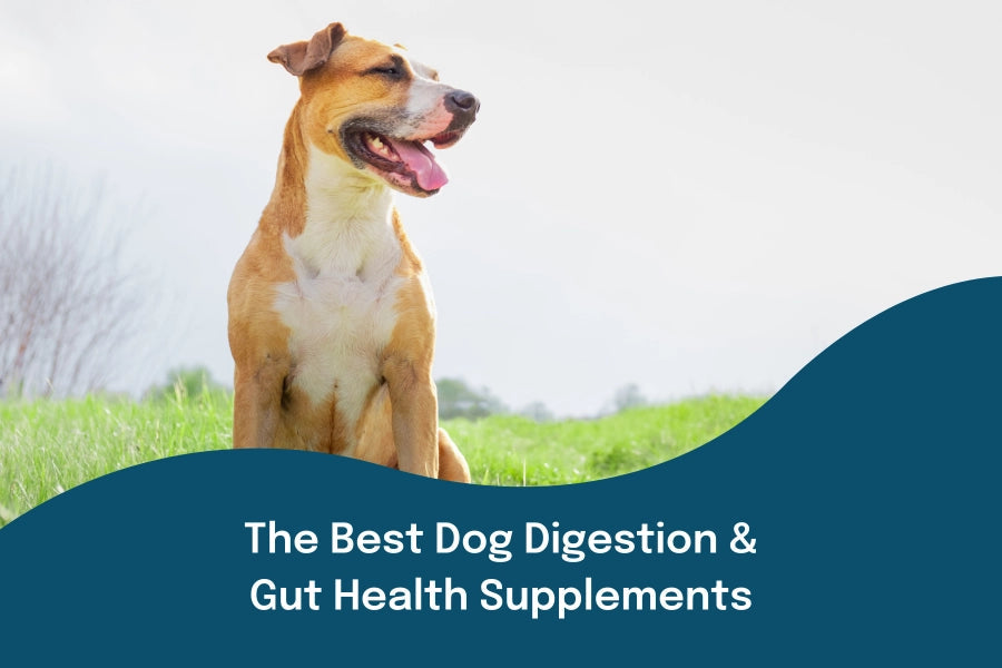 Discover the Best Dog Digestion & Gut Health Supplements