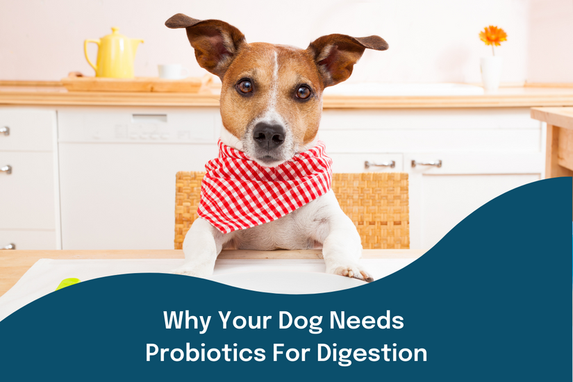 Why Your Dog Needs Probiotics For Digestion