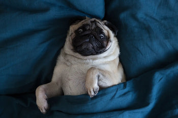 Pug wrapped up in bed