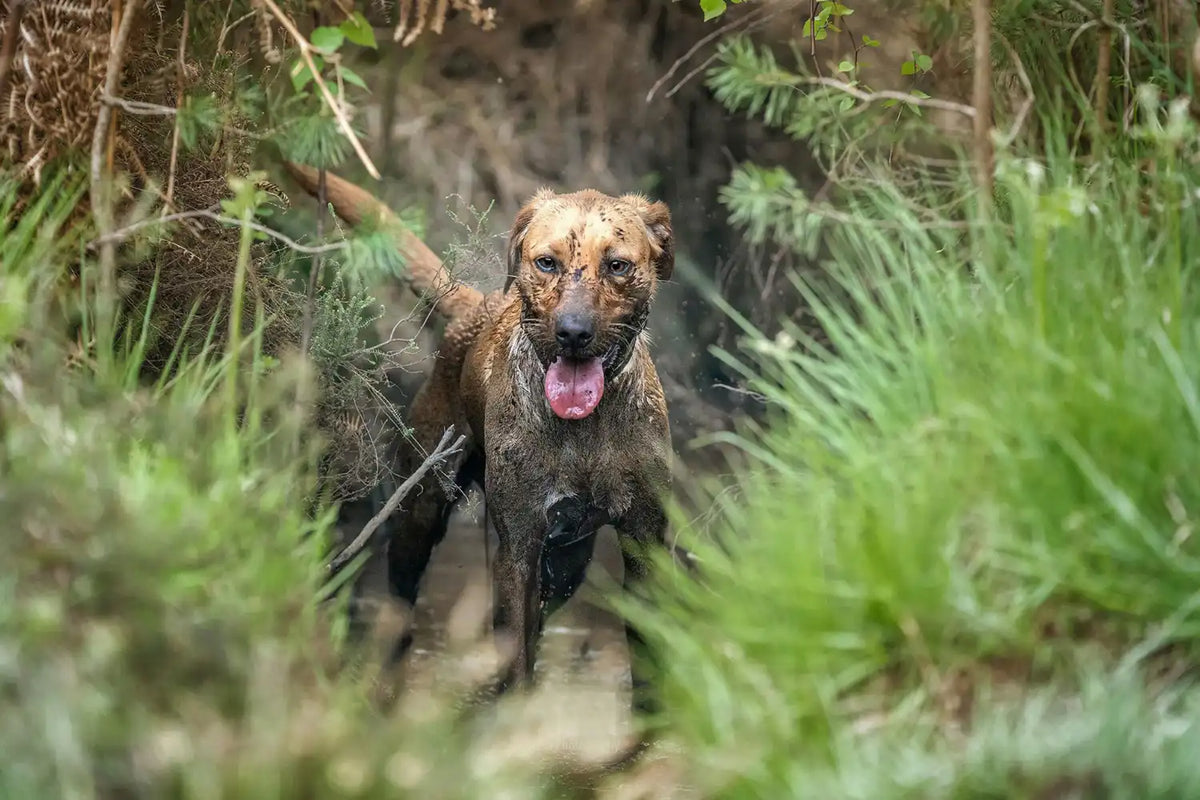 Muddy dog in long grass