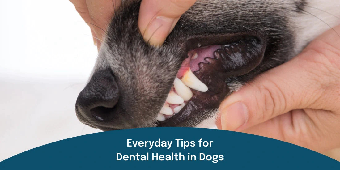 Dental Health In Dogs
