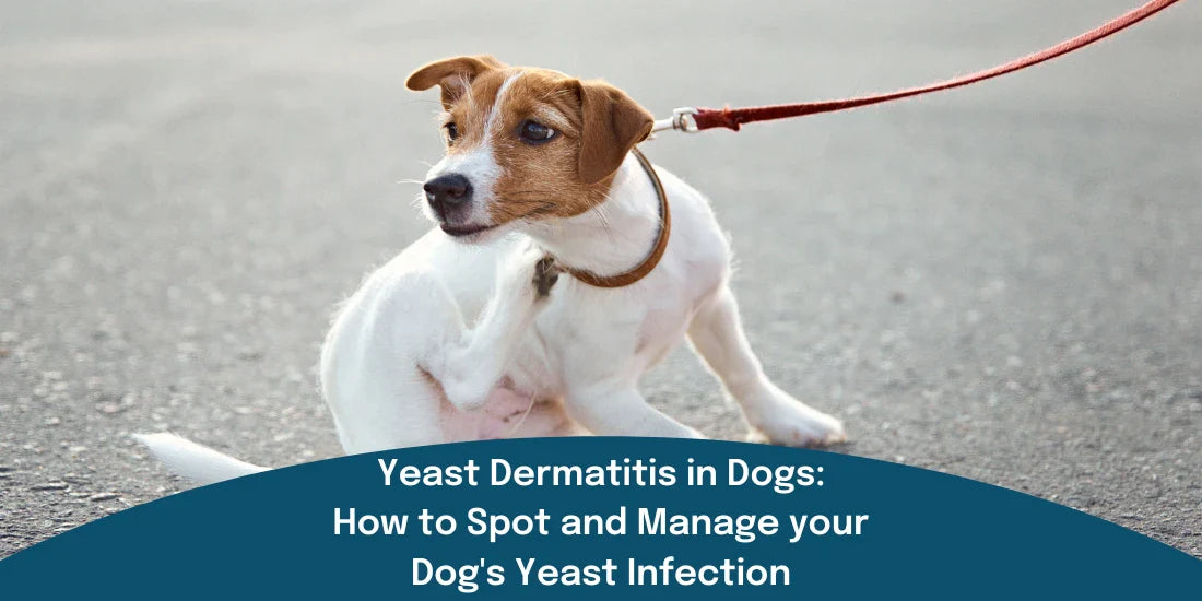 Jack Russell scratching itself due to dermatitis