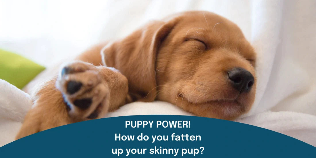 How to fatten up your puppy