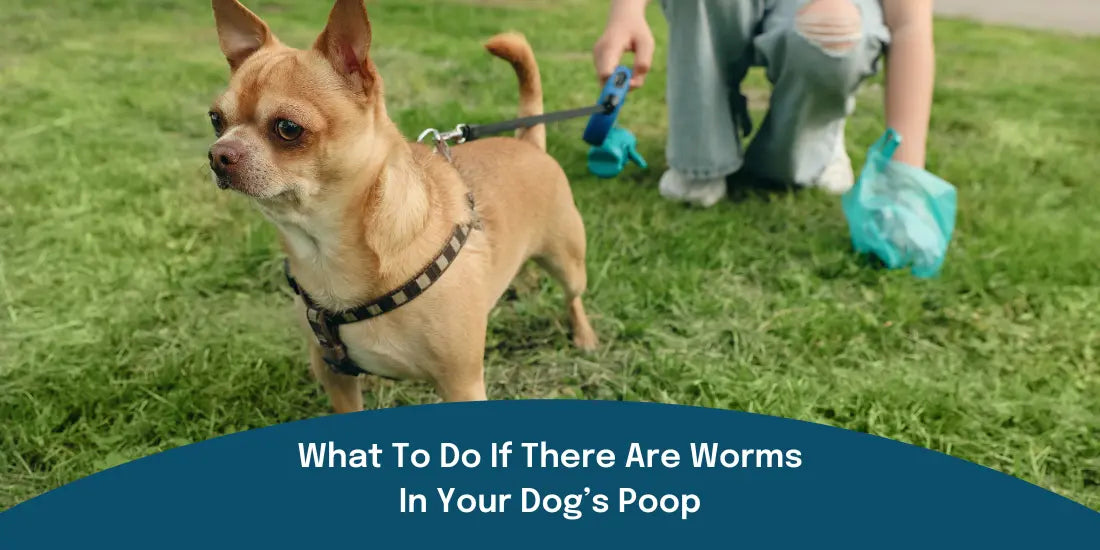 Picking up dog poop