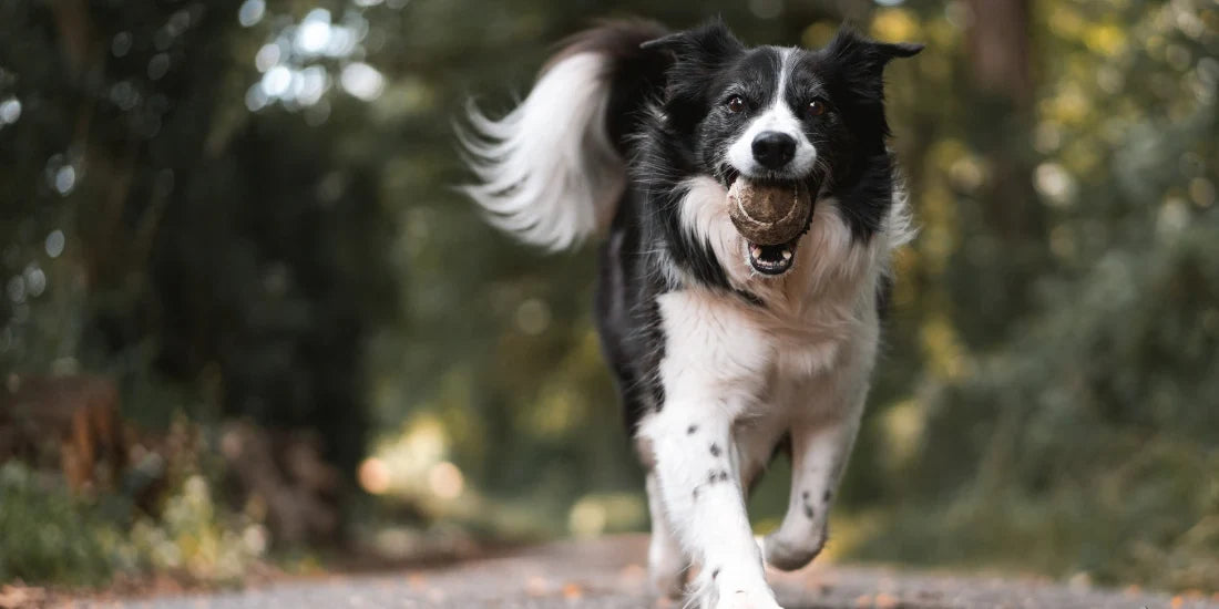 does your dog need a postbiotic?