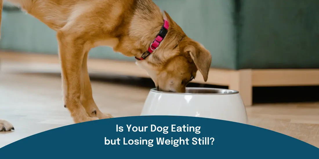 Dog eating out of food bowl