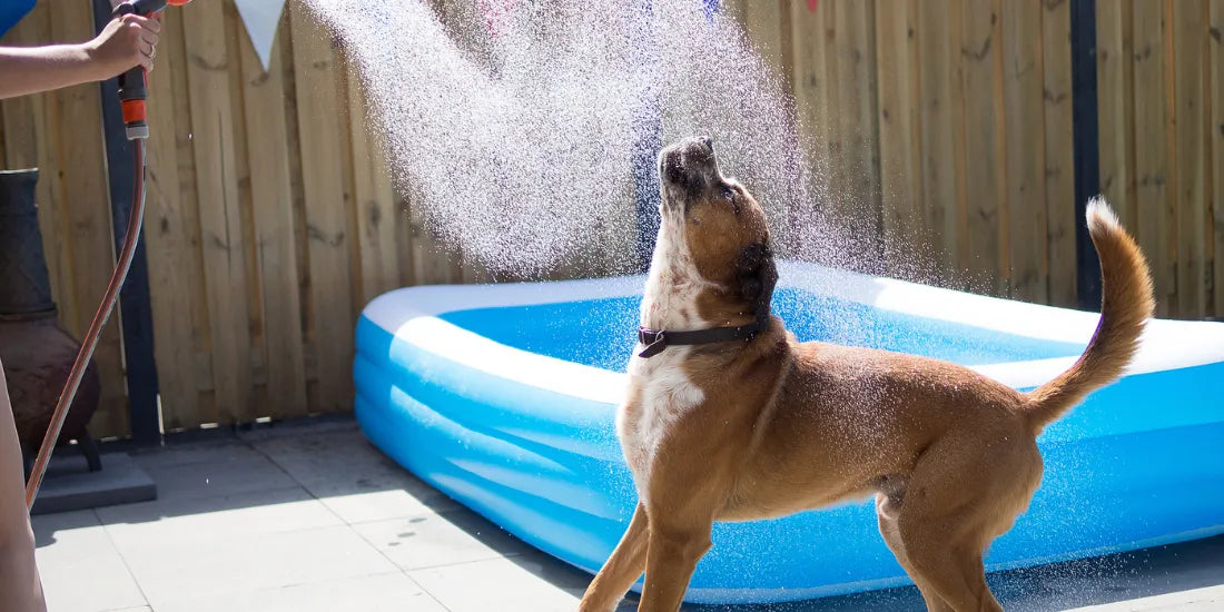 5 tips to keep your dog cool this summer