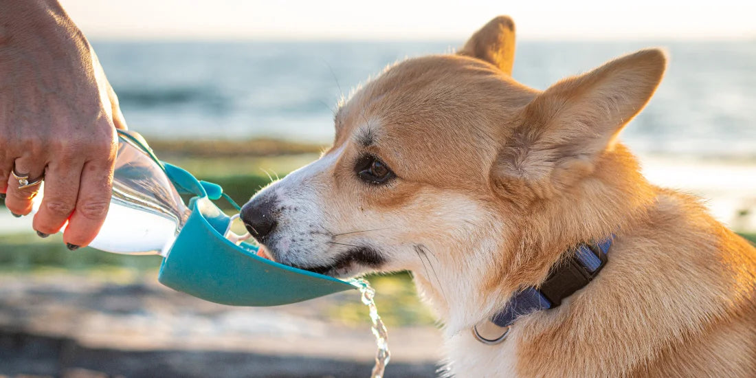 top tips to keep your dog hydrated